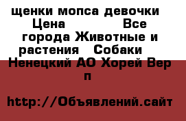 щенки мопса девочки › Цена ­ 25 000 - Все города Животные и растения » Собаки   . Ненецкий АО,Хорей-Вер п.